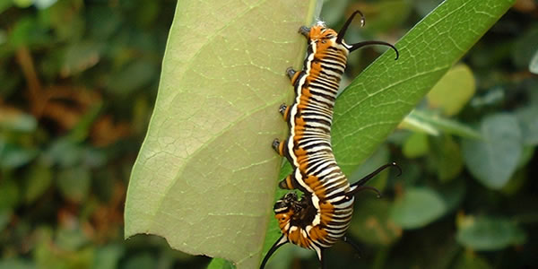 在线接收短信验证码