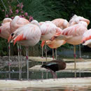 【Windows电脑版】完整安装的电话压力测试器